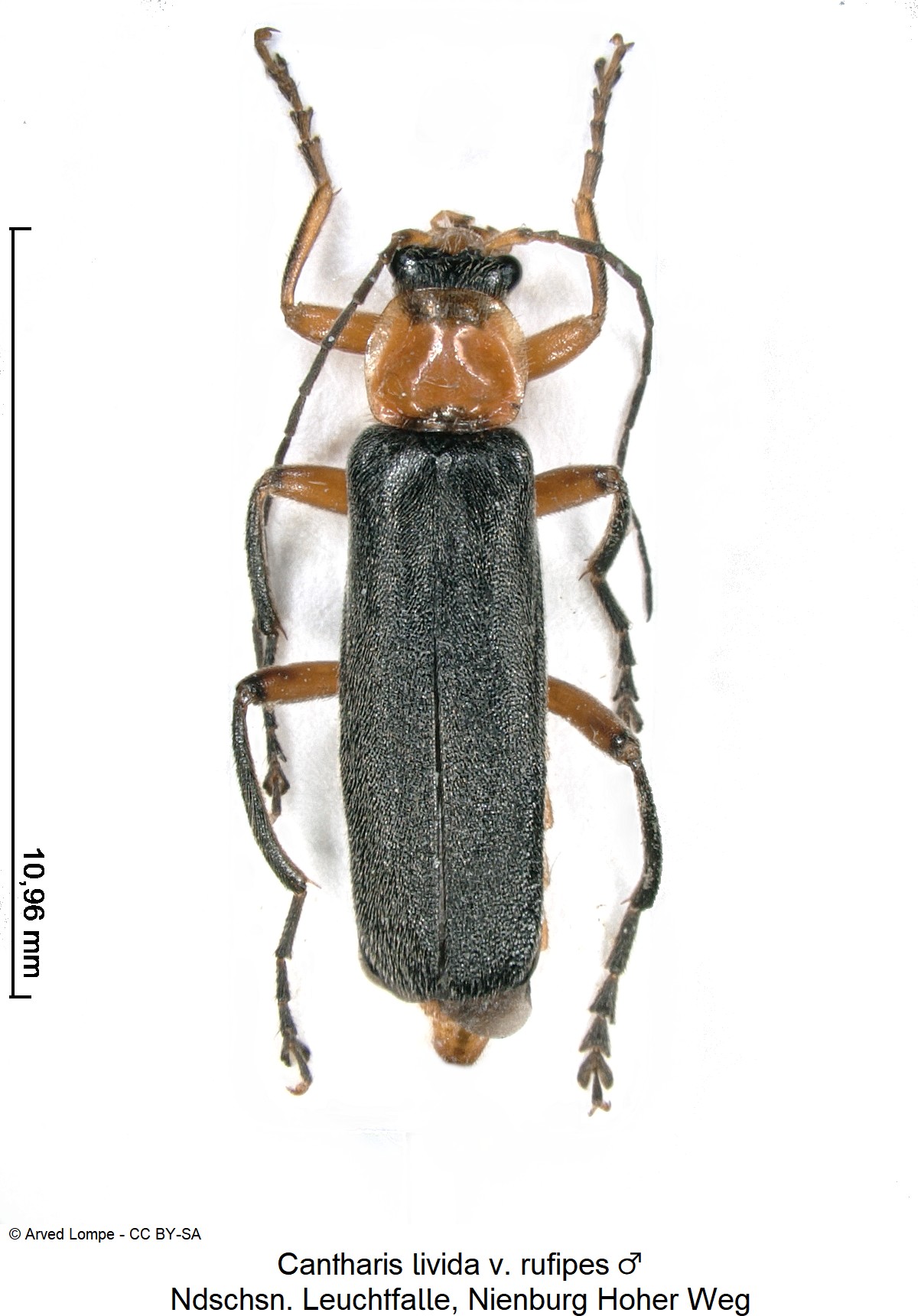 cantharis_livida_v_ rufipes_m_ck38100158_hab.jpg